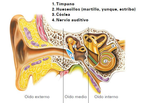 Descripción del Oído